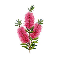 Bottlebrush tree stem with flowers watercolor vintage style botanic illustration. Callistemon Australia native plant. Bottlebrush shrub branch with leaves and flowers isolated on white background