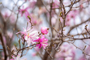Blooming magnolia in spring. Beautiful buds of pink flowers close-up with blurred space for text.