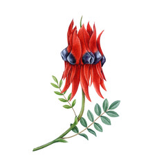 Sturt's desert pea on white background. Hand drawn vintage style botanical illustration. Swainsona formosa Australia native blooming plant. Bright red desert pea flower Australian flora element