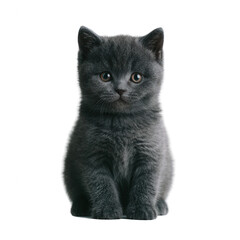 Fototapeta premium A cute, fluffy gray kitten showcasing its playful demeanor against a white isolated background.