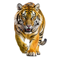 Obraz premium Fierce Bengal tiger with orange and black stripes walking forward with mouth open isolated on a transparent background
