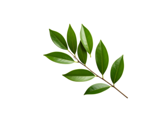 A fresh sprig with vibrant glossy green leaves arranged on a slender brown stem.