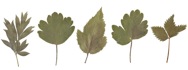 An arrangement of five different types of leaves, each with distinct shapes and shades, displayed...