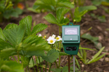 Close-Up of Soil Moisture Meter in Strawberry Plant Garden
