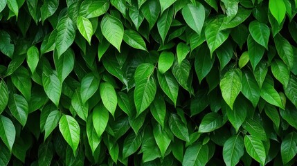 Green lush leaves background