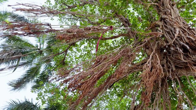Aerial Roots and Green Canopy of a Giant Fig Tree