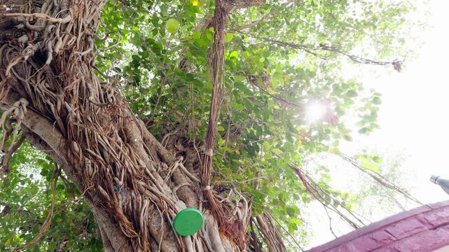 Dangling roots sway beneath the crown of towering fig