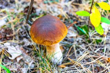 Edible mushrooms mushrooms on the forest floor in Brest Belarus.