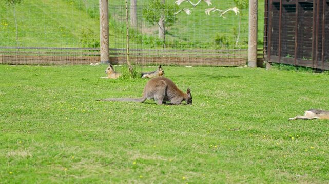 Wallaby grazing on green grass inside a fenced animal park enclosure