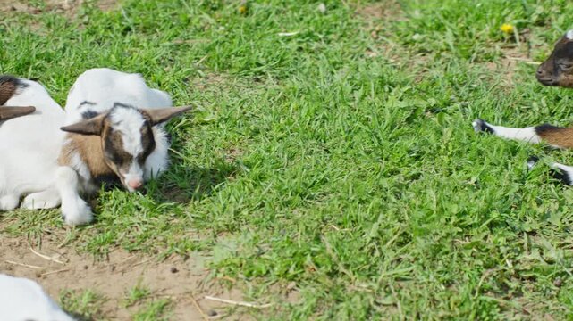 Dward goats resting on green grass in zoo, motion view
