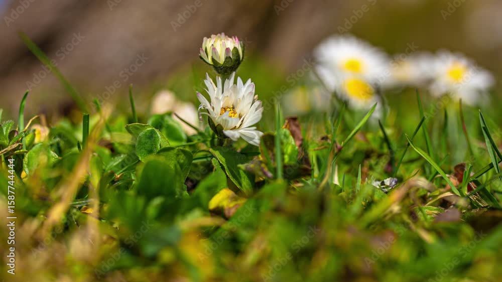 Poster a charming static time-lapse capturing the delicate opening of common daisy petals throughout the da