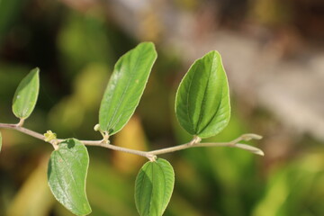 Fresh green leaves on a tree branch, isolated for a closeup of nature's vibrant spring growth and summer foliage