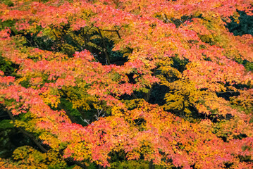燃えるような紅葉