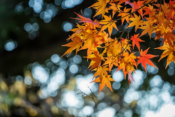 黄色に色づく紅葉