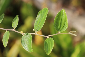 Fresh green leaves on a tree branch, isolated for a closeup of nature's vibrant spring growth and summer foliage