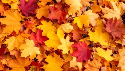 Fototapeta premium Vibrant autumn leaves blanket the ground