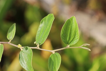 Fresh green leaves on a tree branch, isolated for a closeup of nature's vibrant spring growth and summer foliage