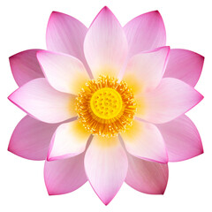 Pink Lotus Flower in Full Bloom, Top View with Yellow Center, Transparent PNG