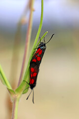 2 petits insectes rouge et noir sur la brindille