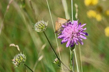 un couple de papillons sur la fleure mauve