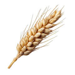 Single wheat ear, golden hue