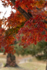 真っ赤な紅葉