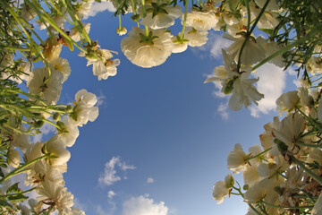 The white buttercups by an objective 