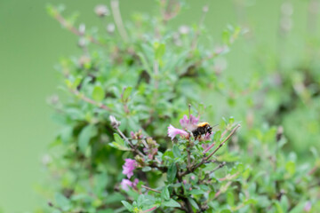 Bumble bee flighting on the the baby lilac shrub (Leptodermis oblonga)