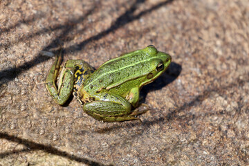 Une grenouille verte