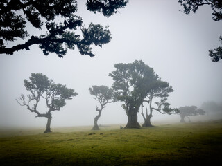 Bizarre trees in the fog in the fanal forest on Madeira, Portugal.