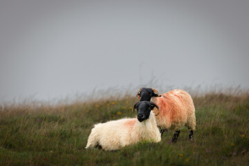 Dartmoor sheep on a foggy and rainy day in Darmoor national park, Devon, England.