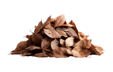 A pile of autumn leaves isolated on a transparent background