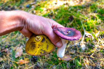 Mushroom collected in the forest Mushrooms in the hand Belarus.