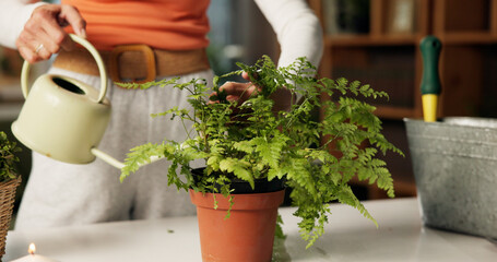 Water, indoor and hands of woman with plant for healthy leaves, growth and moisture for soil. Home,...