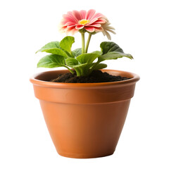 Fototapeta premium flower in a pot