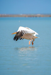 A flock of pelican birds walks along the blue lake of Cyprus. Flying pelicans in the blue sky. Waterfowl at the nesting site.