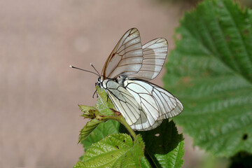 papillons blancs sur la fleur