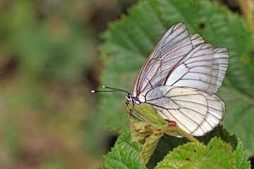 un duo de papillon blanc