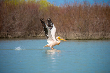 A flock of pelican birds walks along the blue lake of Cyprus. Flying pelicans in the blue sky. Waterfowl at the nesting site.