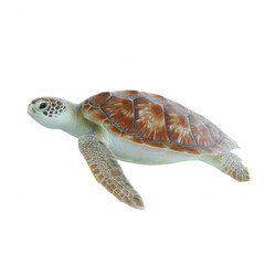 Sea turtle swimming gracefully in clear waters, showcasing its beautiful shell and intricate patterns. Ideal for environmental themes and ocean conservation projects.