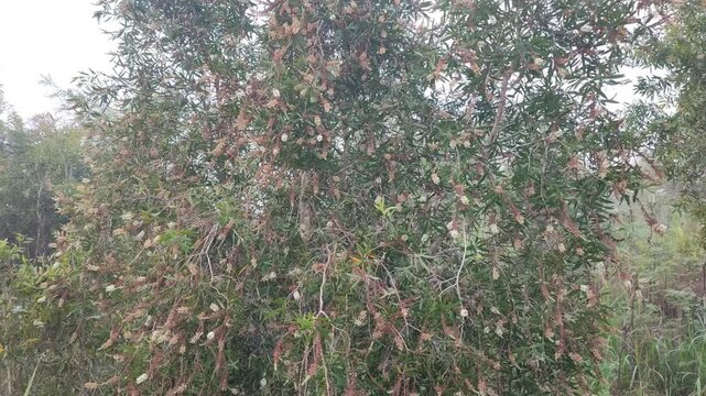 eucalipthus tree