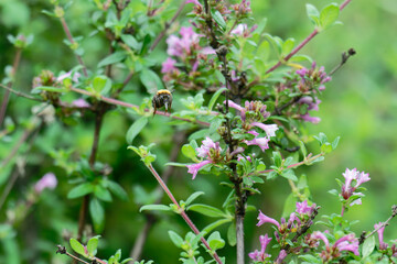 Bumble bee flighting on the the baby lilac shrub (Leptodermis oblonga)