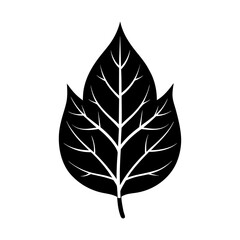 Fototapeta premium Botanical foliage leaf nature plant spring summer autumn vector silhouette