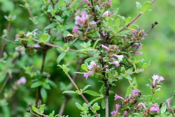 Bumble bee flighting on the the baby lilac shrub (Leptodermis oblonga)