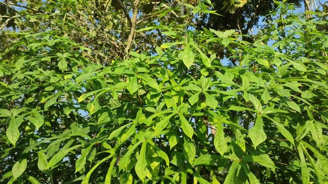 Moschatus plant in the garden