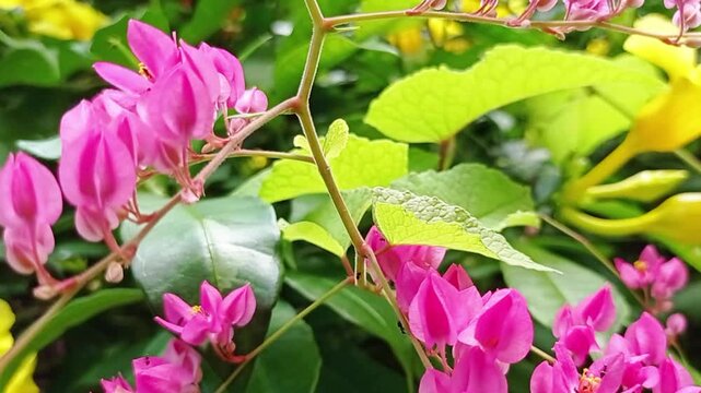 Bunga Air Mata Pengantin Berasal dari Amerika Tengah, khususnya Meksiko, tanaman ini adalah liana (tumbuhan memanjat) yang populer sebagai tanaman hias. Memiliki bunga berwarna merah jambu