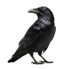 Black crow standing isolated PNG with Transparent Background