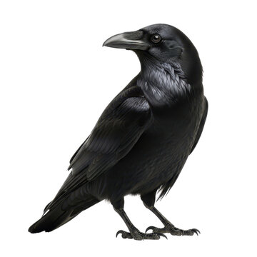 Black crow standing isolated PNG with Transparent Background