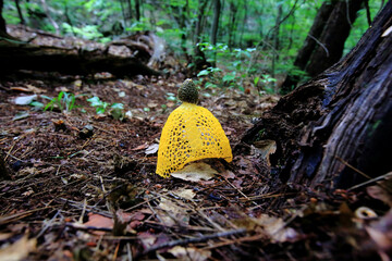 숲 속의 노란 버섯