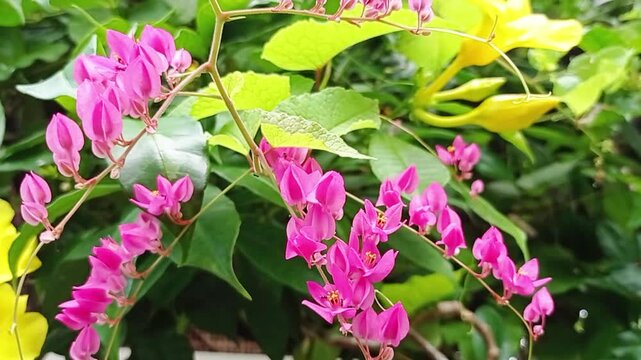 Bunga Air Mata Pengantin Berasal dari Amerika Tengah, khususnya Meksiko, tanaman ini adalah liana (tumbuhan memanjat) yang populer sebagai tanaman hias. Memiliki bunga berwarna merah jambu